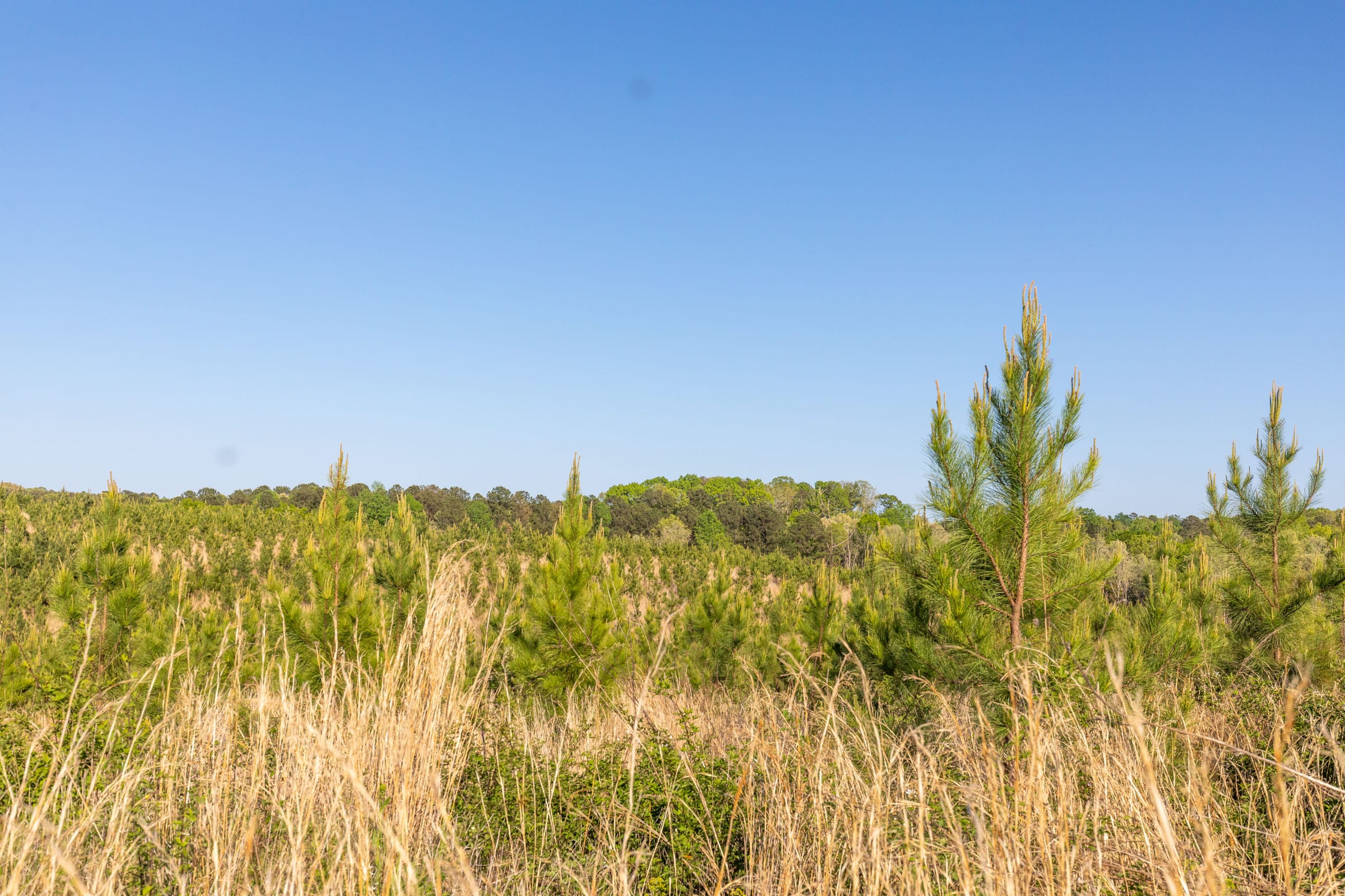 Clear Wood Tract 13 photo 14