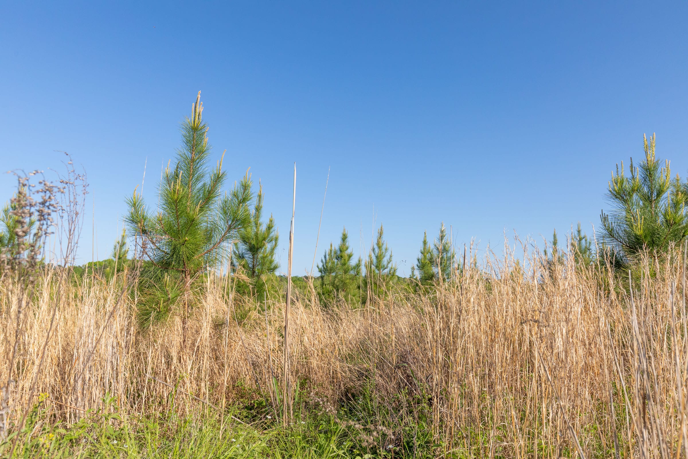 Clear Wood Tract 13 photo 15