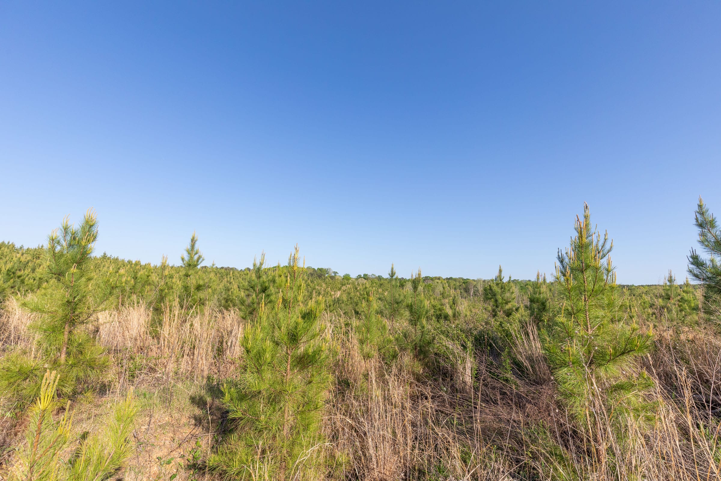 Clear Wood Tract 13 photo 16