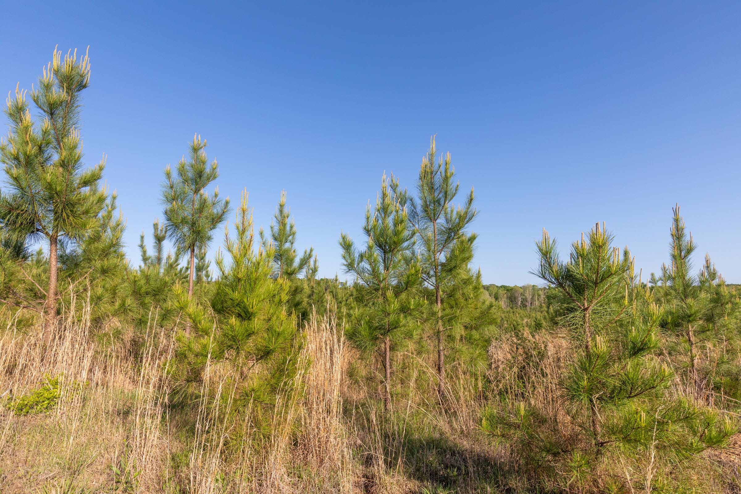 Clear Wood Tract 13 photo 17