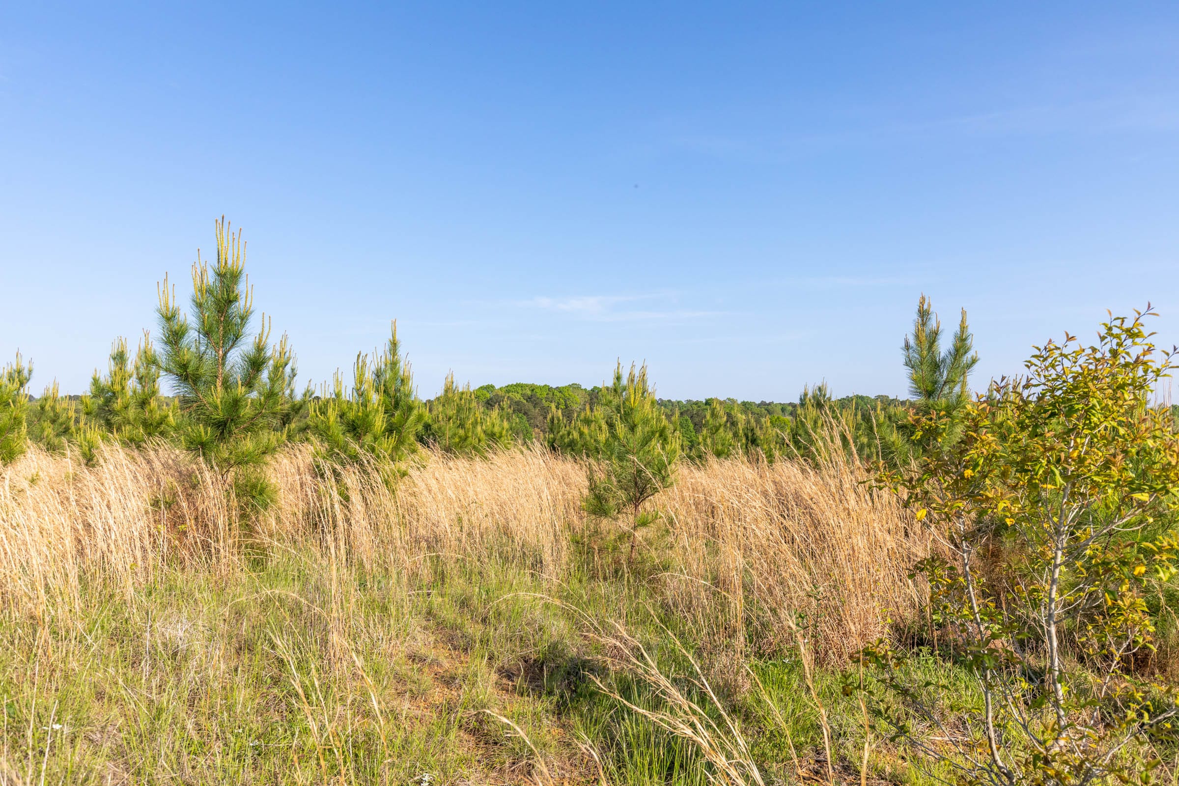 Clear Wood Tract 13 photo 19