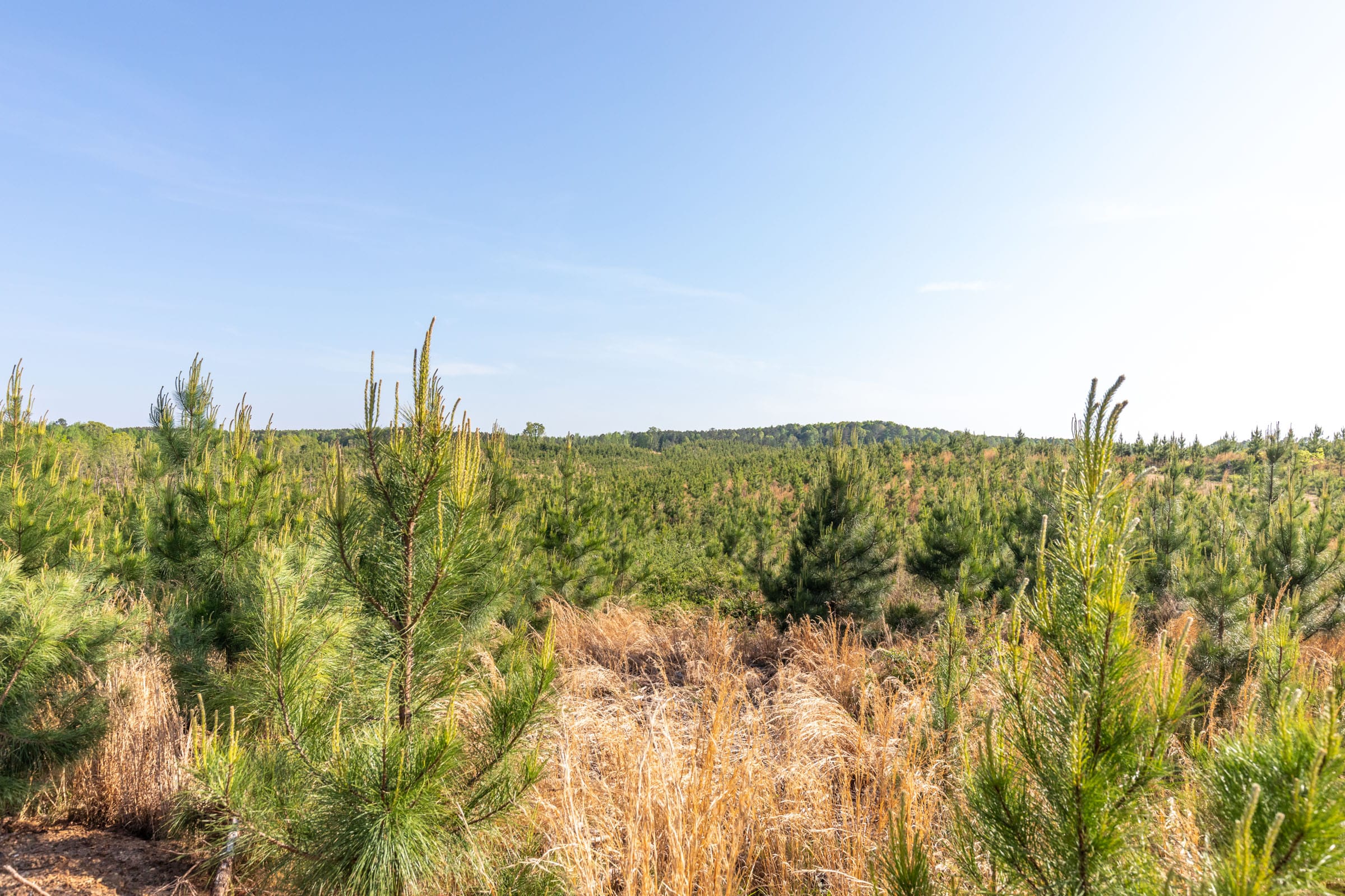 Clear Wood Tract 13 photo 23