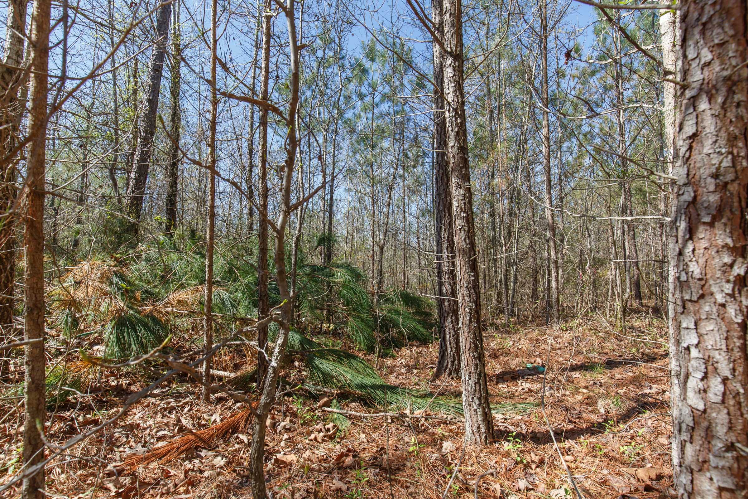 Southern Hills Tract 10 photo 3