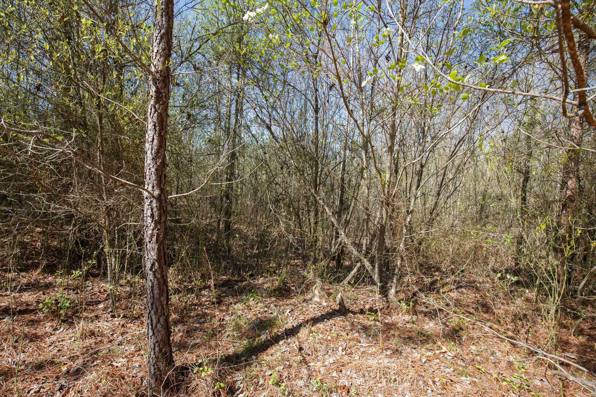 Southern Hills Tract 10 photo 4