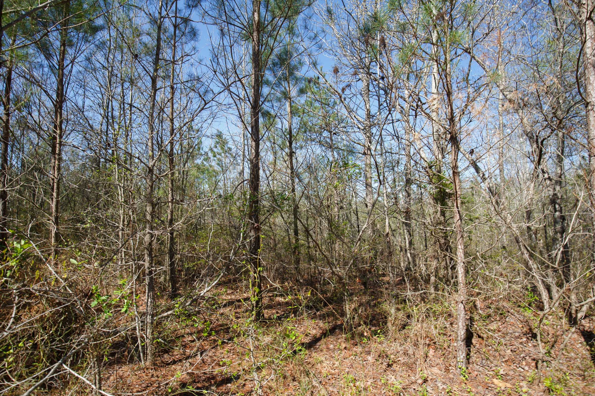Southern Hills Tract 10 photo 5