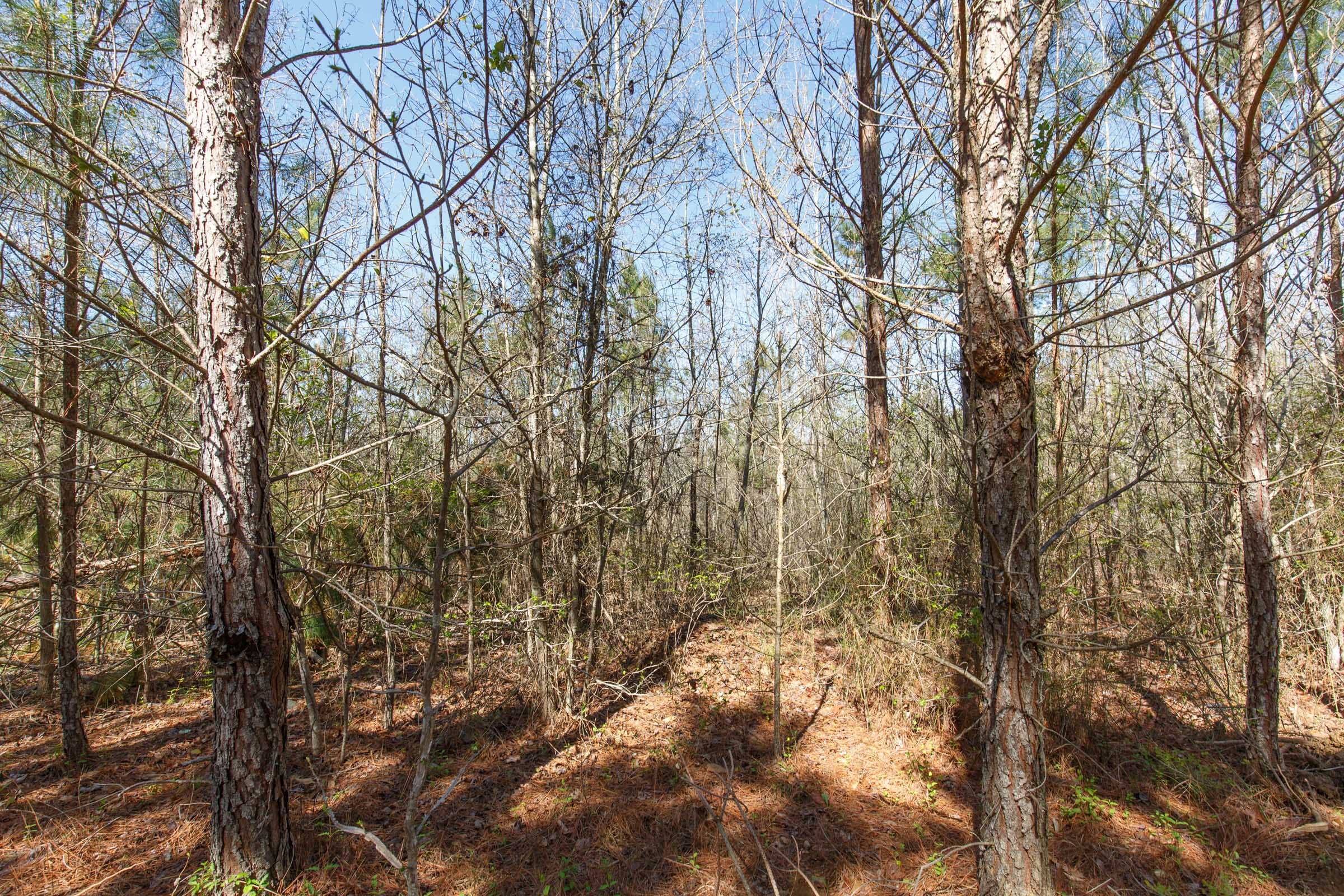 Southern Hills Tract 10 photo 8