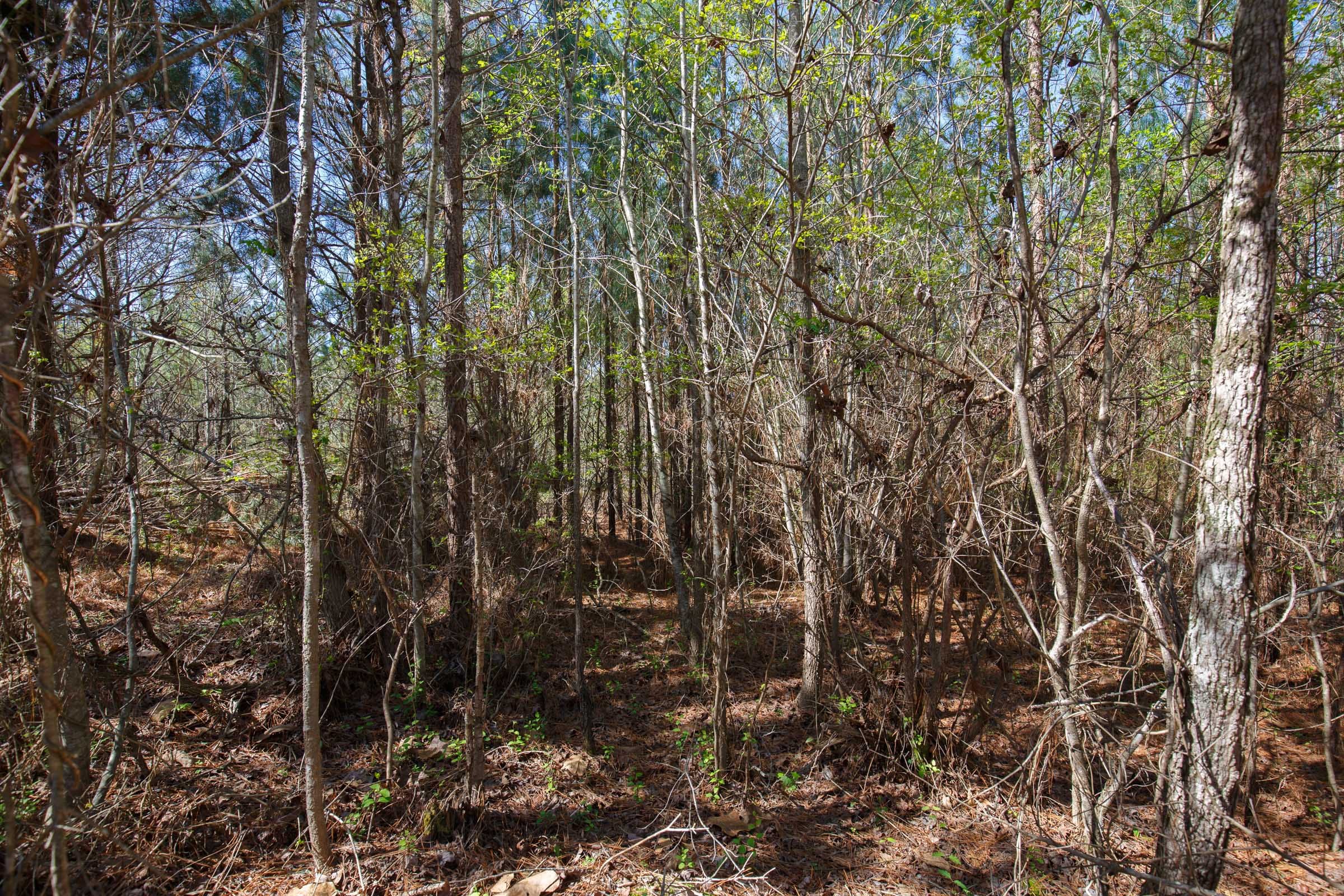 Southern Hills Tract 10 photo 10