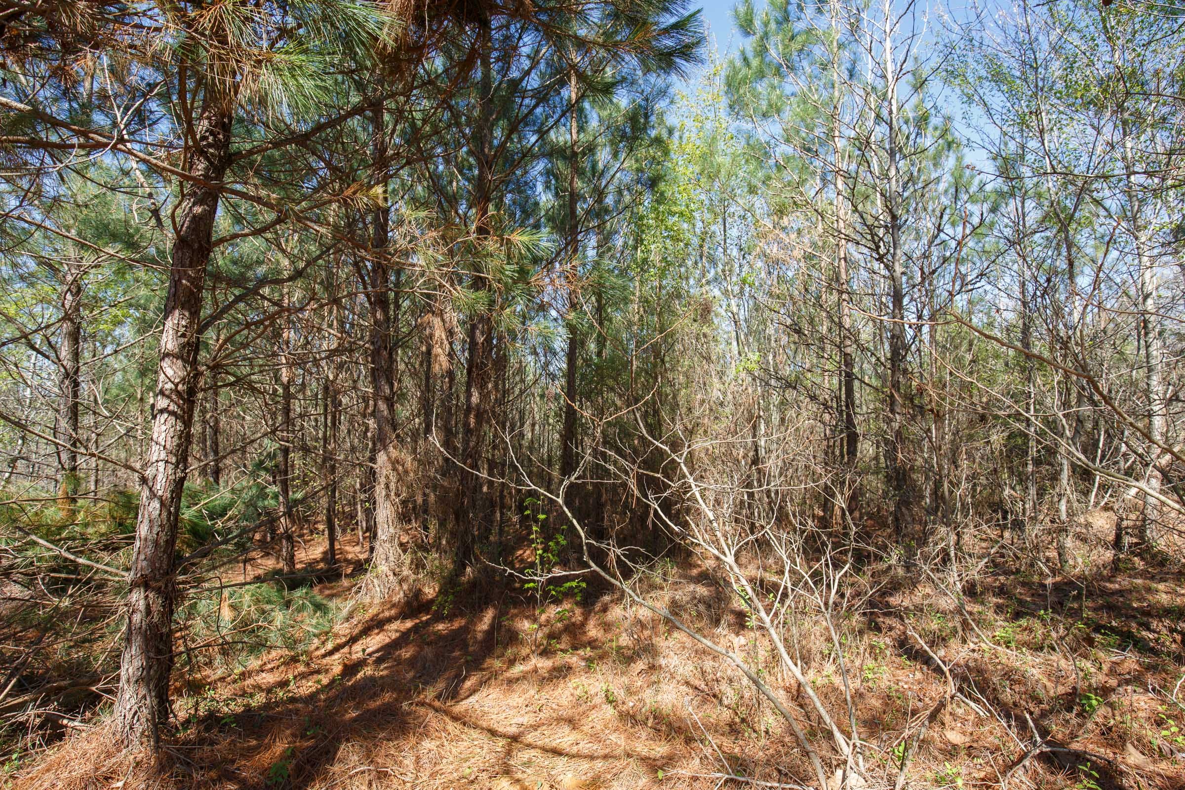Southern Hills Tract 10 photo 11