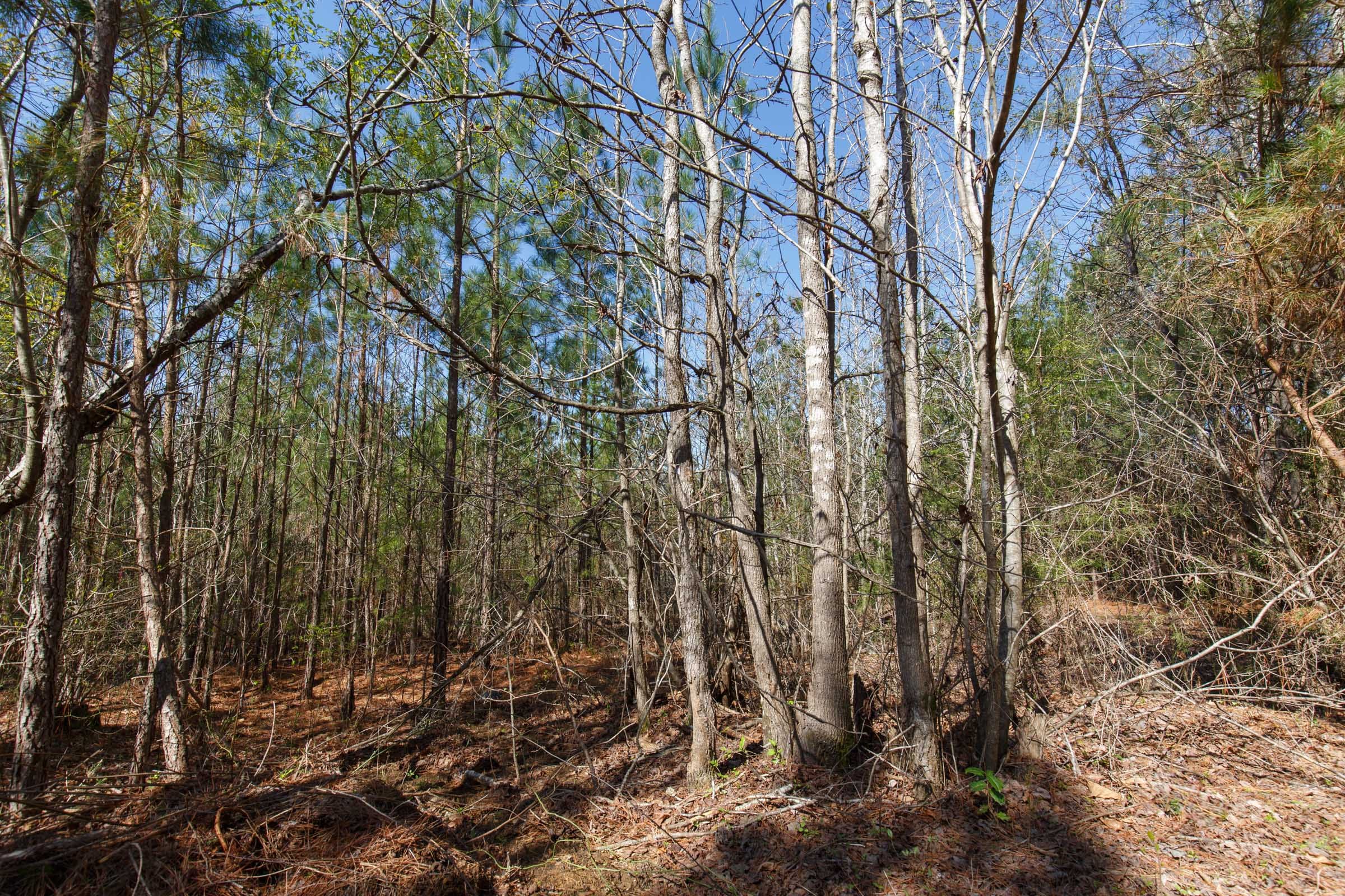 Southern Hills Tract 10 photo 13