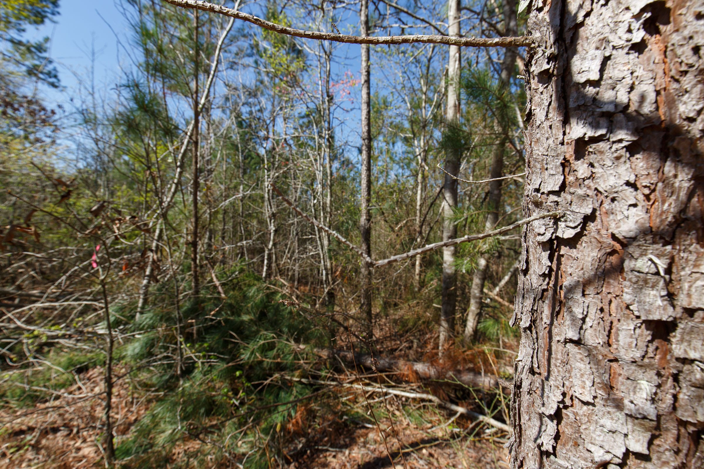 Southern Hills Tract 10 photo 14