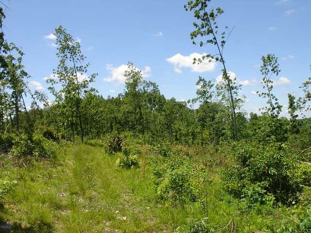 Antler Ridge Tract 21 photo 2