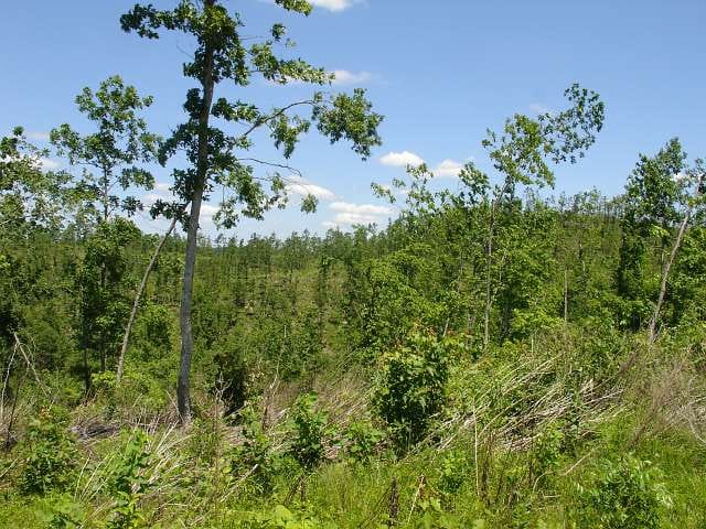 Antler Ridge Tract 21 photo 3