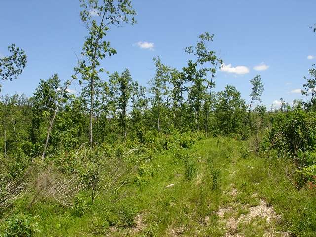 Antler Ridge Tract 21 photo 4