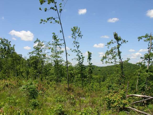 Antler Ridge Tract 21 photo 5