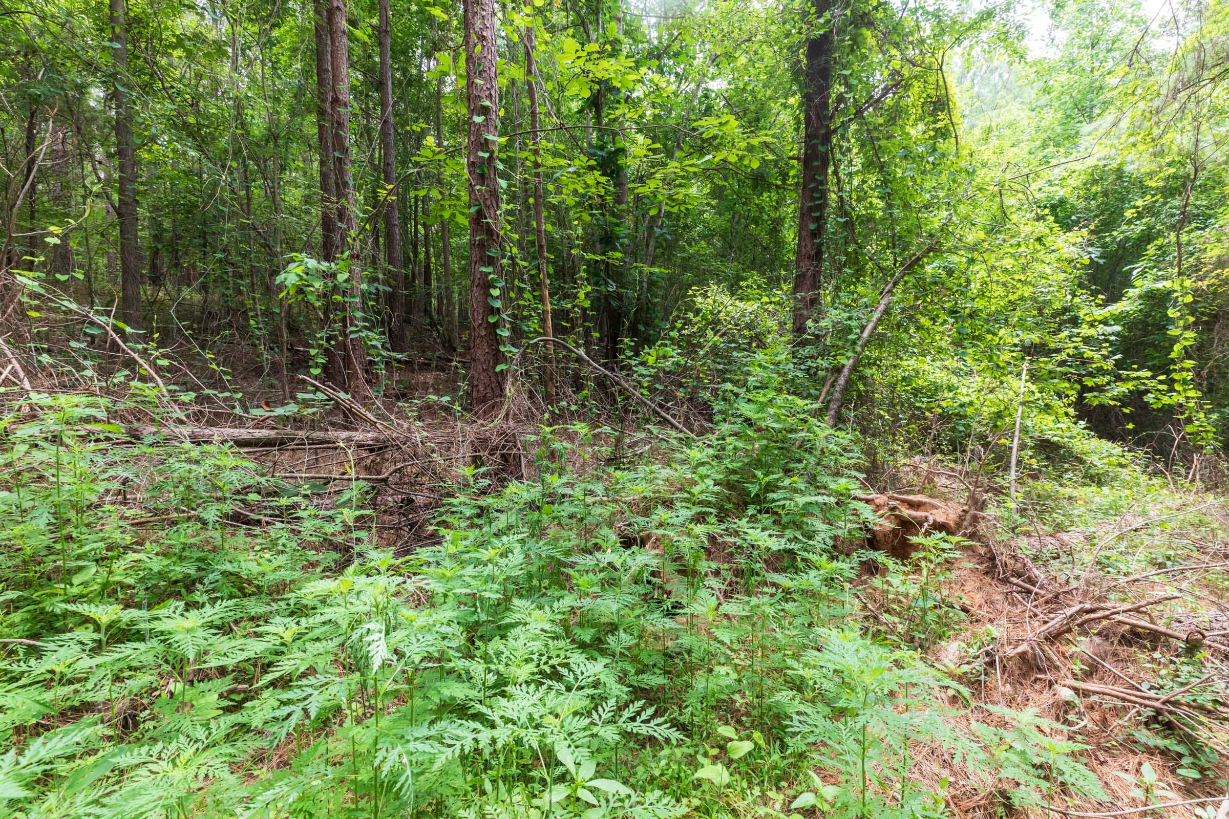 Whiskey Ridge Tract 30 photo 2
