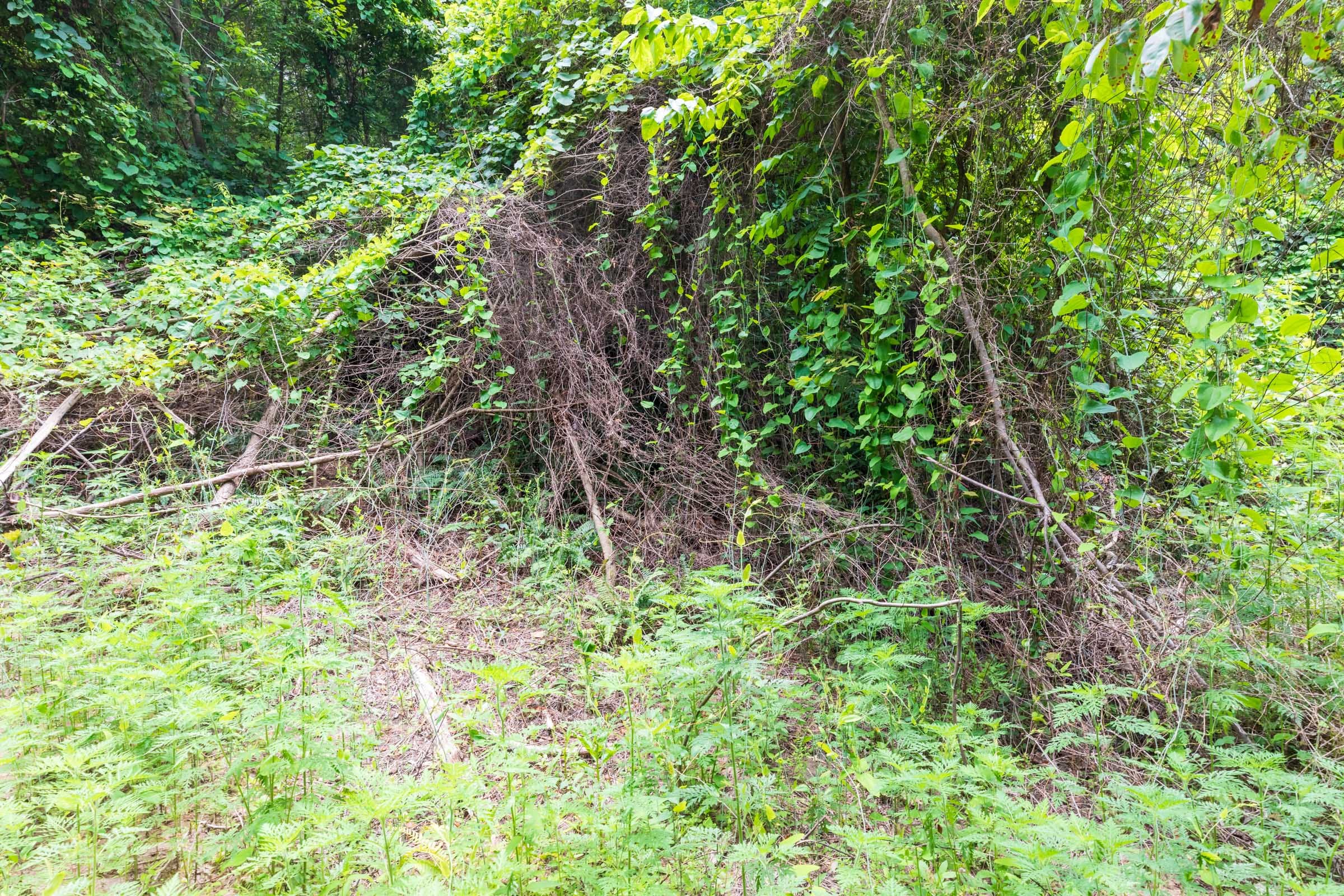 Whiskey Ridge Tract 30 photo 5