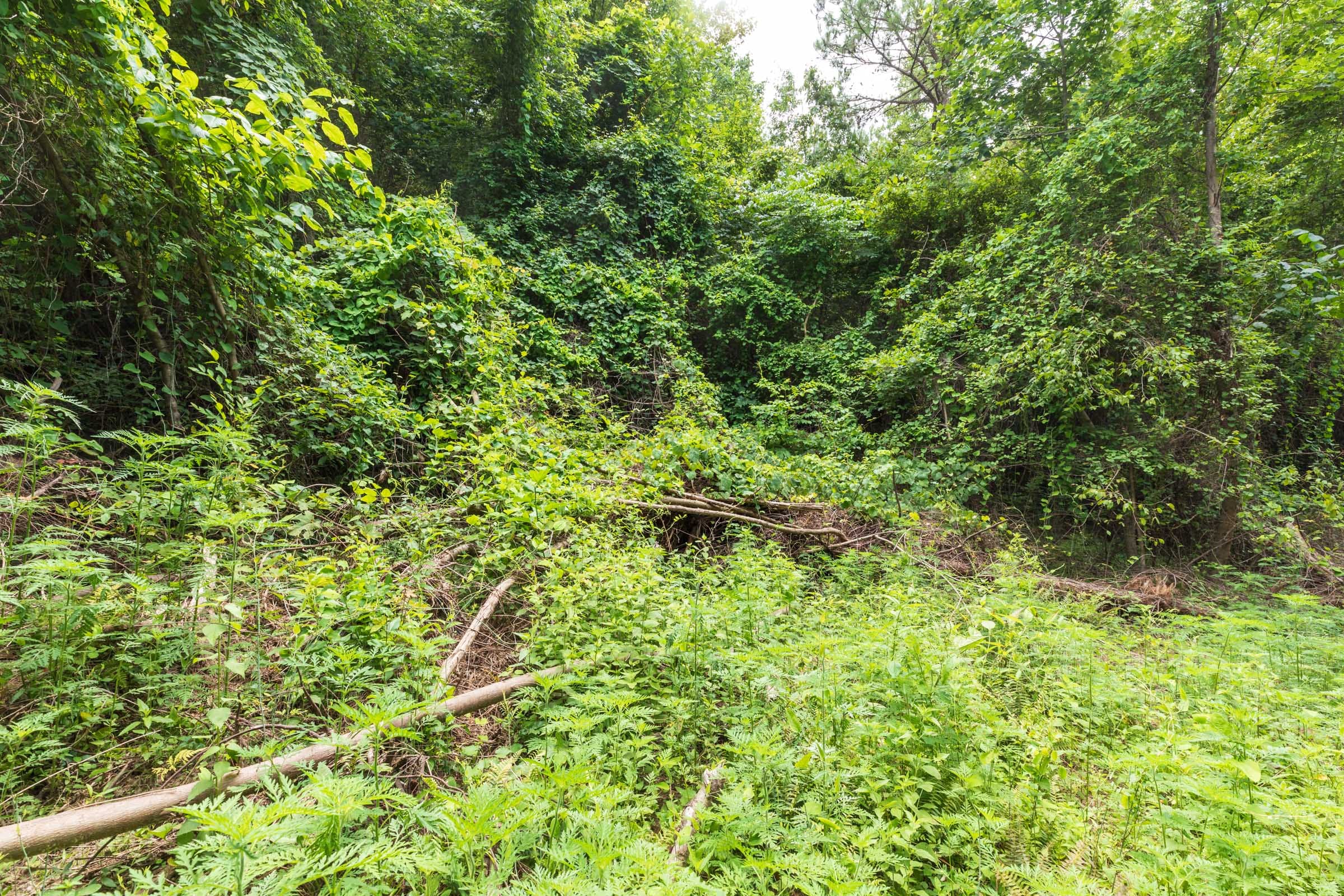 Whiskey Ridge Tract 30 photo 6