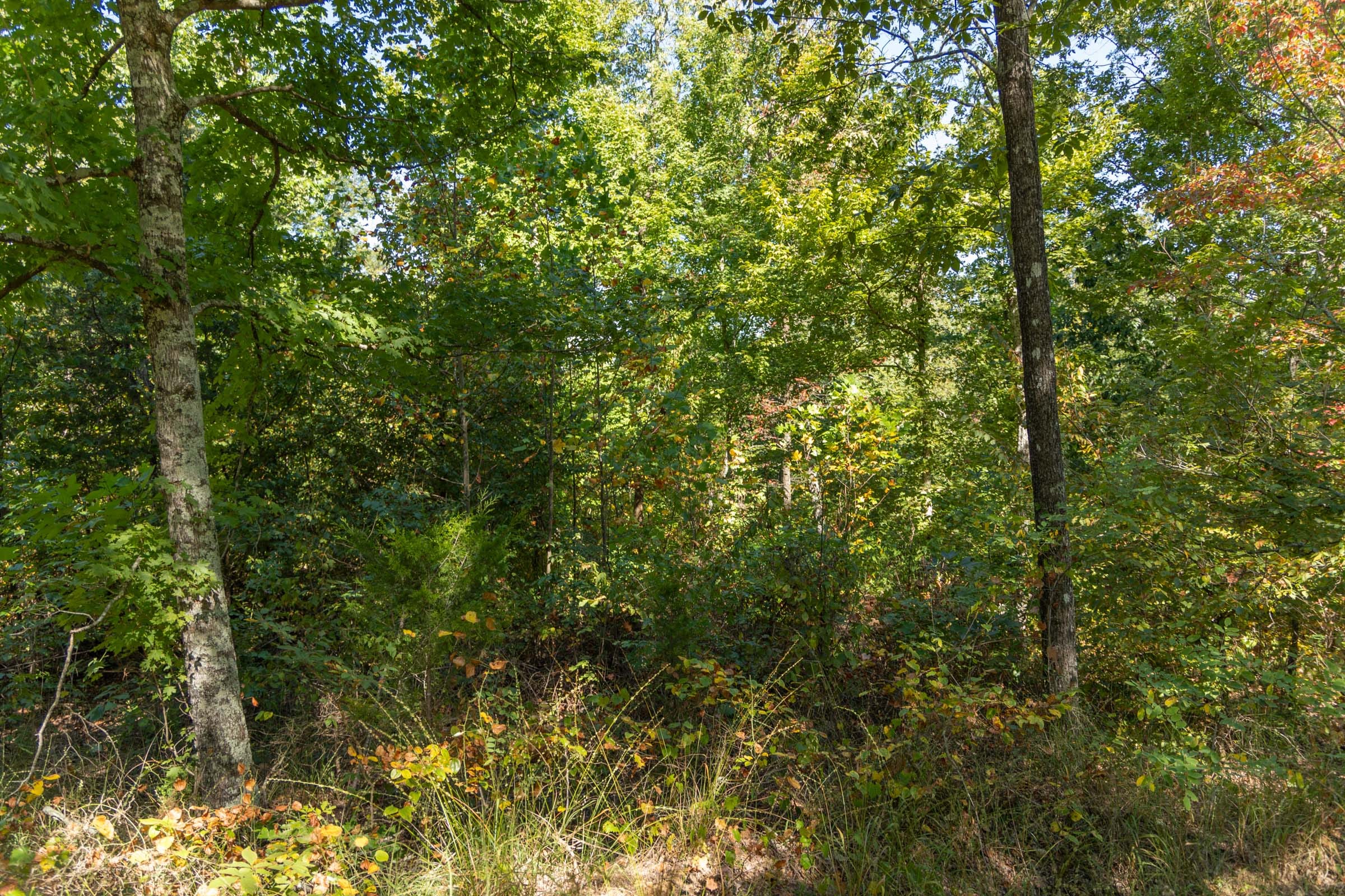 Big White Oak Tract 55 photo 7