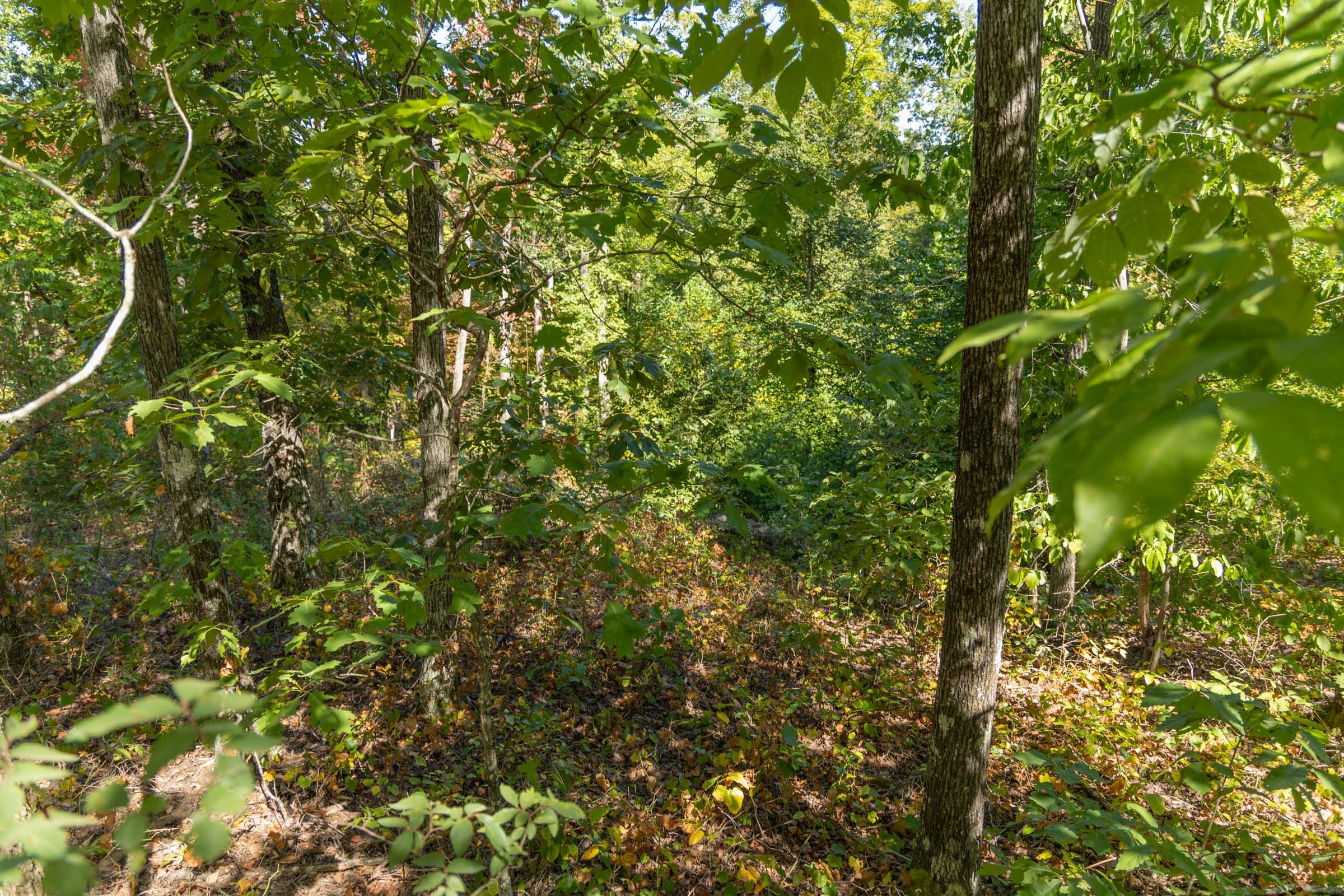 Big White Oak Tract 55 photo 9