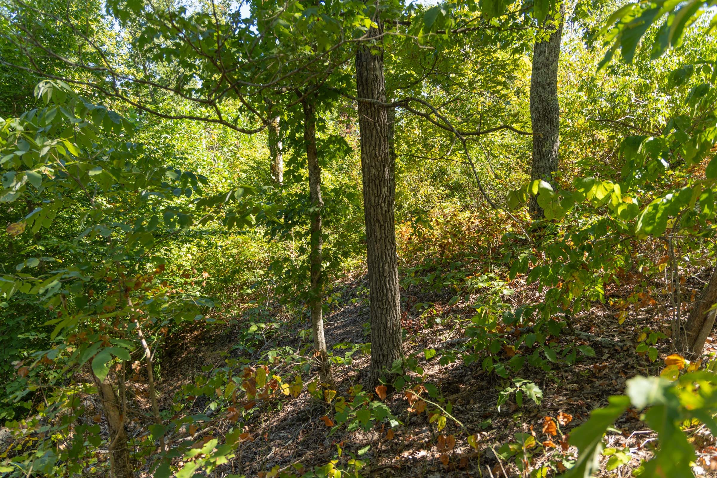 Big White Oak Tract 55 photo 8
