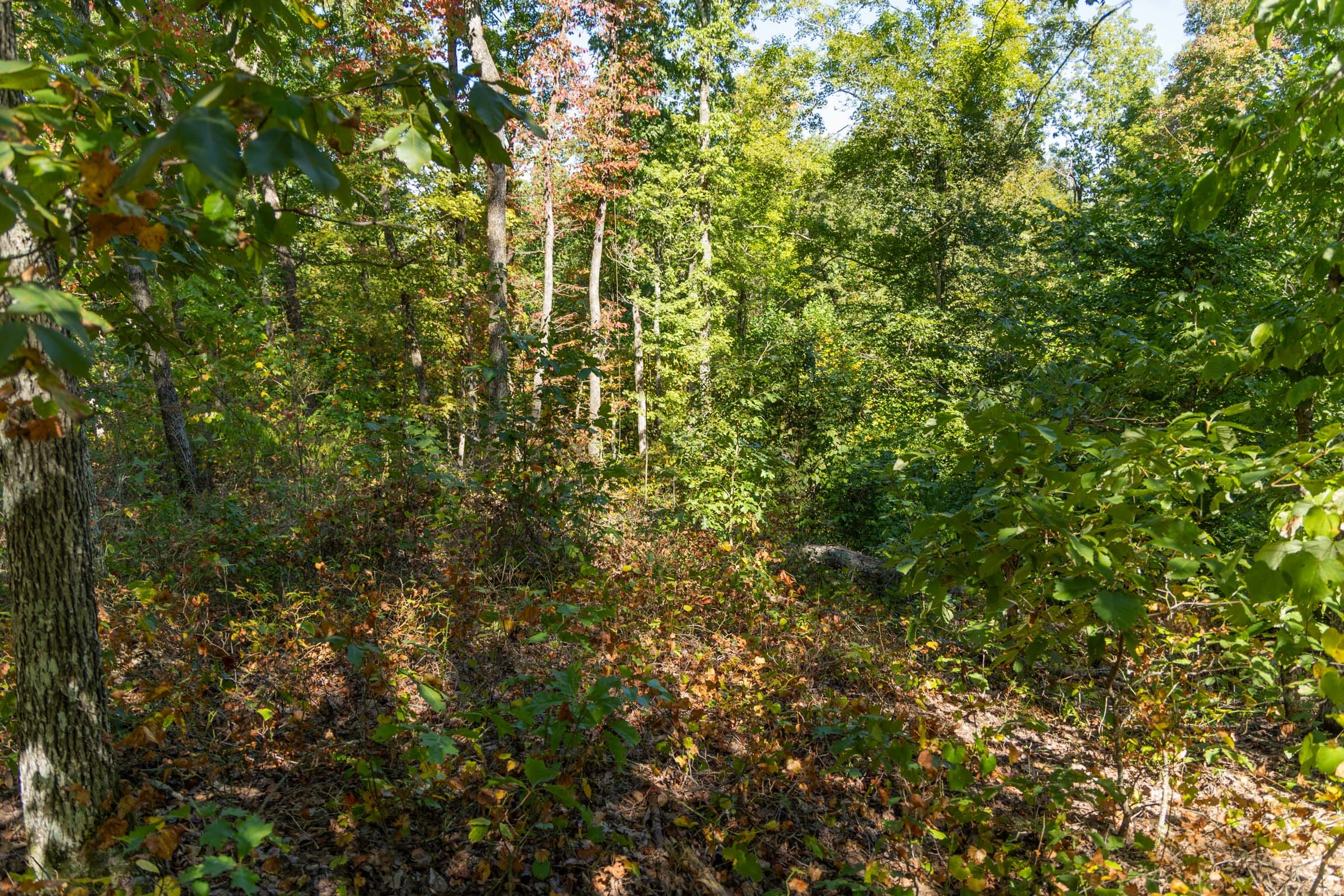 Big White Oak Tract 55 photo 3