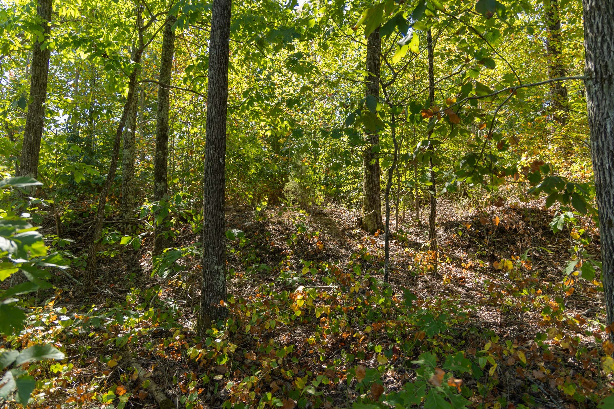 Big White Oak Tract 55 photo 2