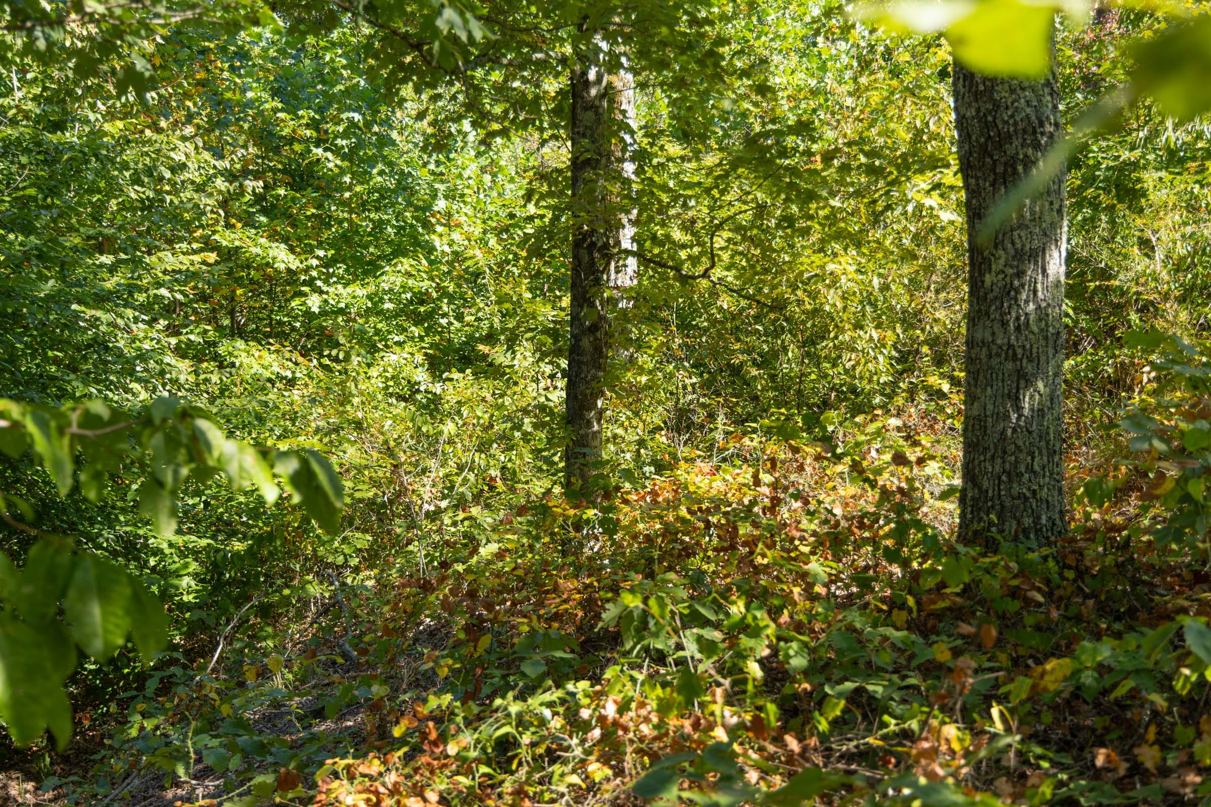 Big White Oak Tract 55 photo 5