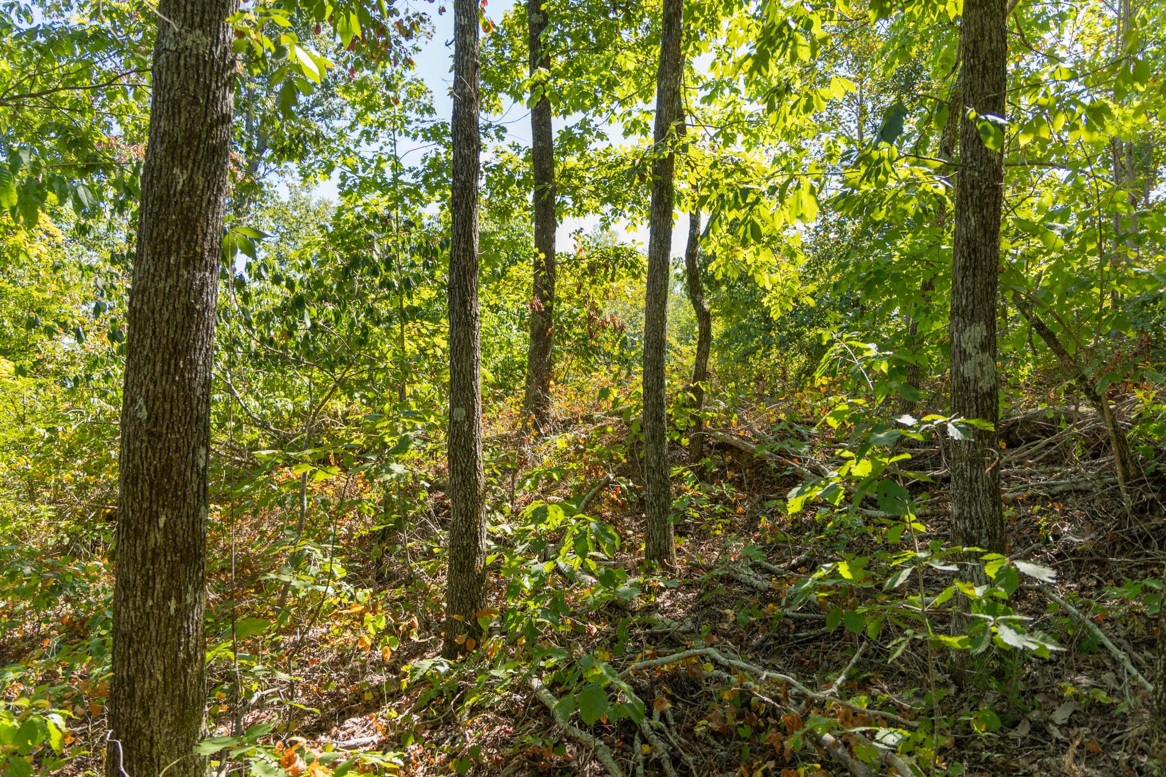 Big White Oak Tract 55 photo 6