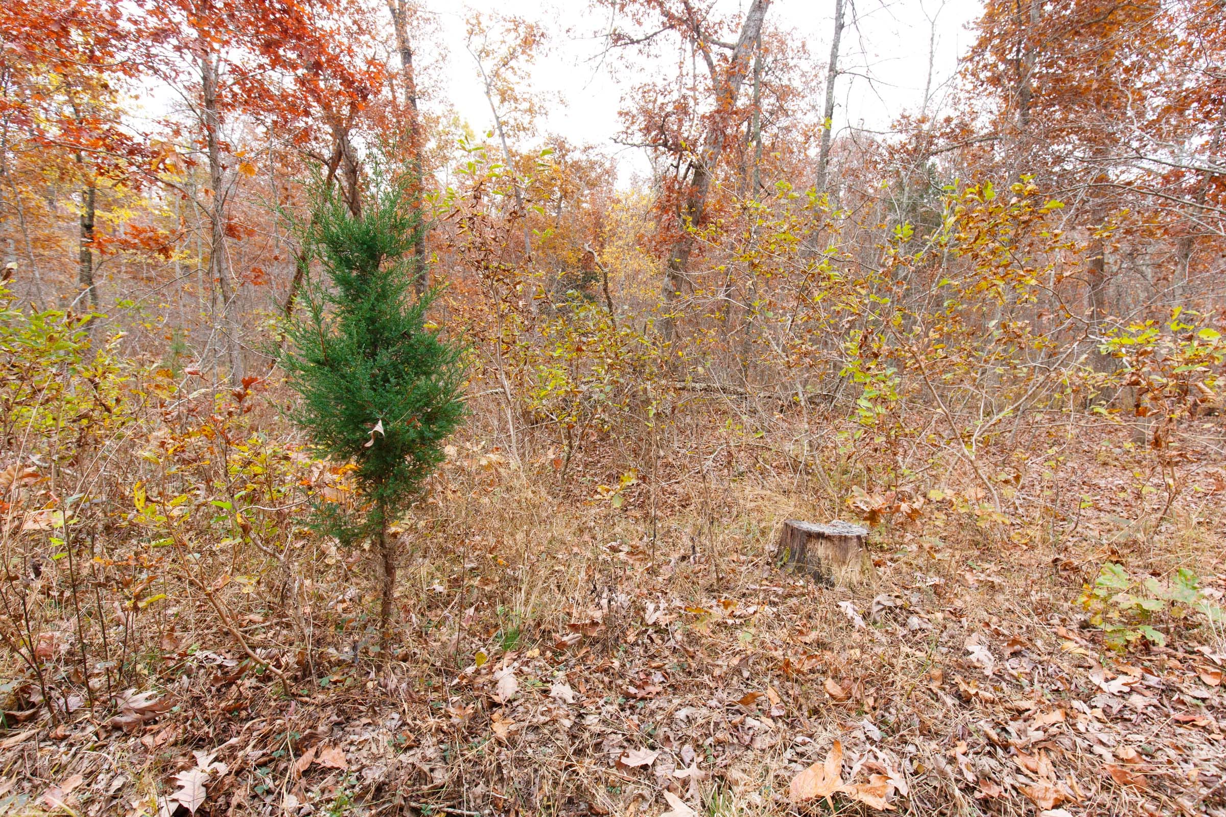 Hawkcrest Tract 27 photo 4