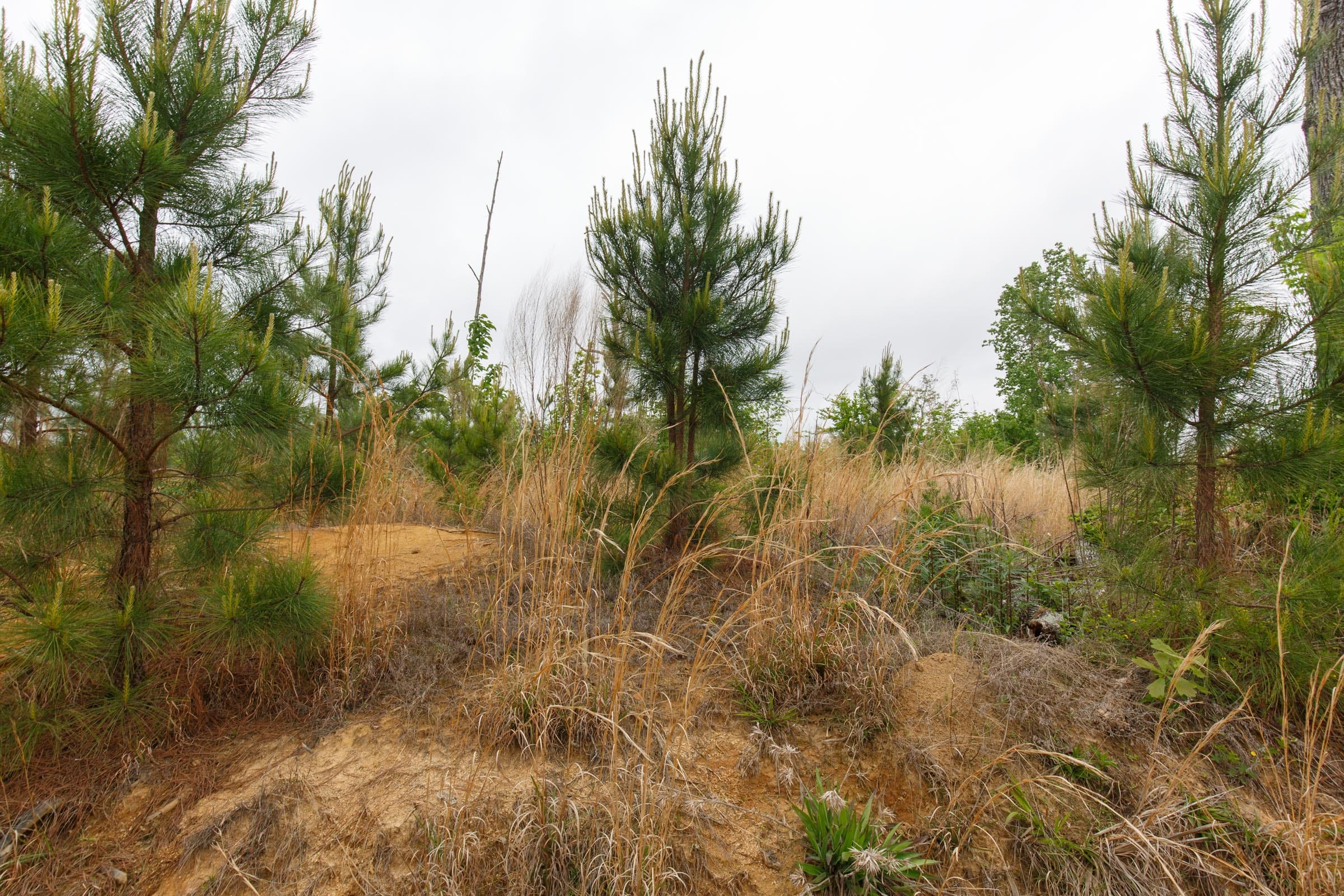 Red Barn Ranch Tract 15 photo 3
