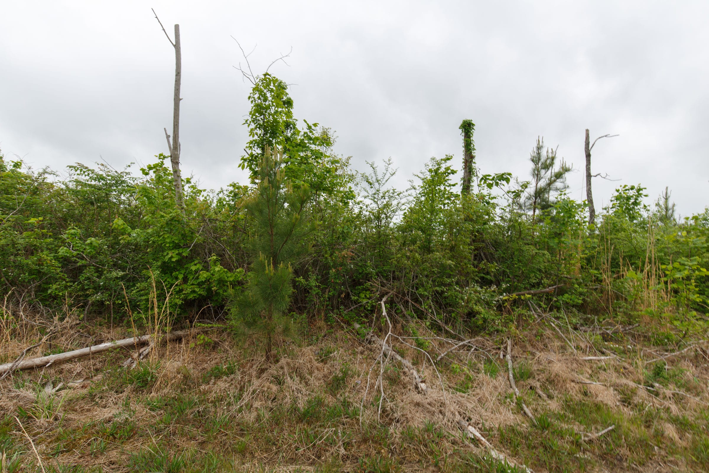 Red Barn Ranch Tract 15 photo 5