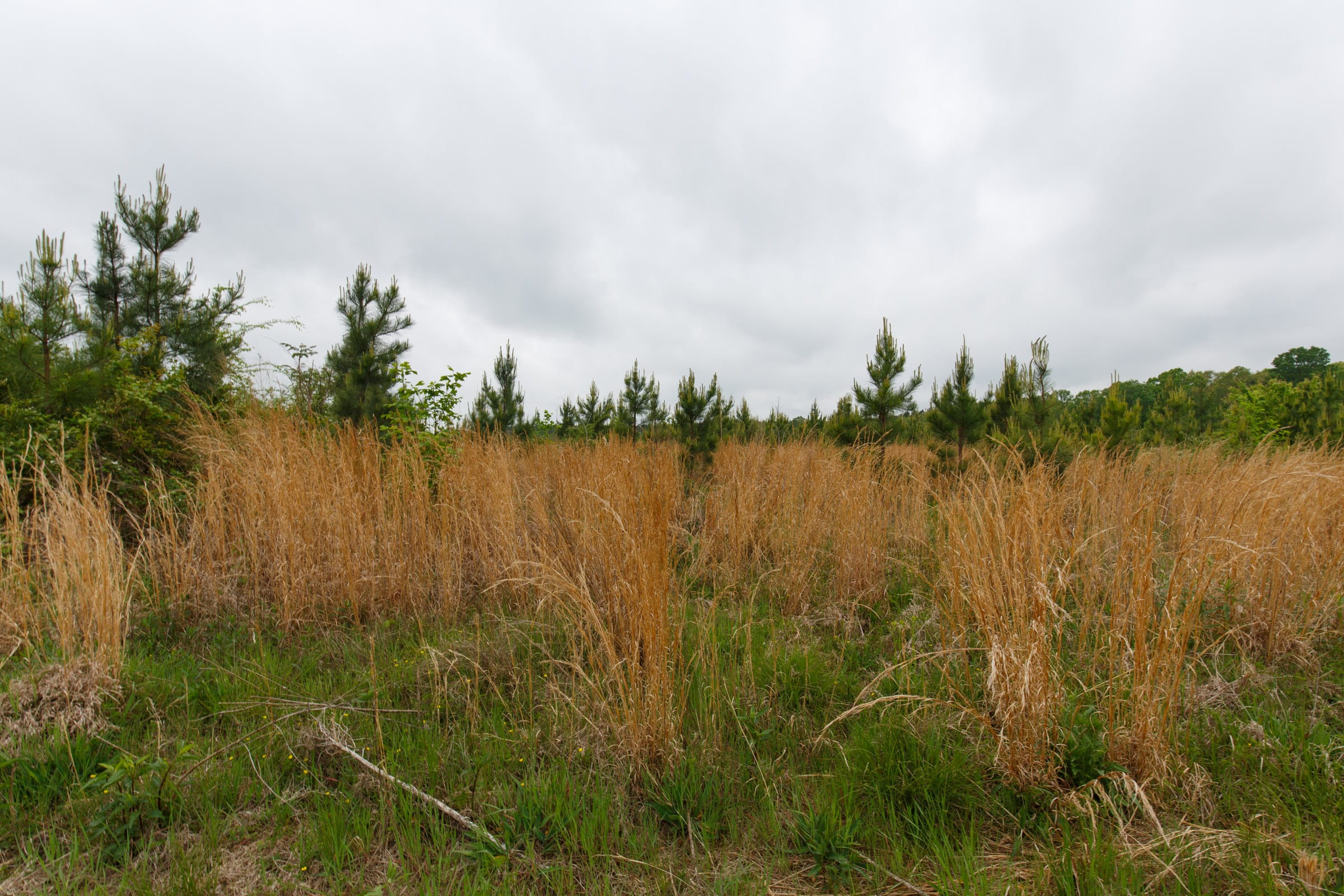 Red Barn Ranch Tract 15 photo 6