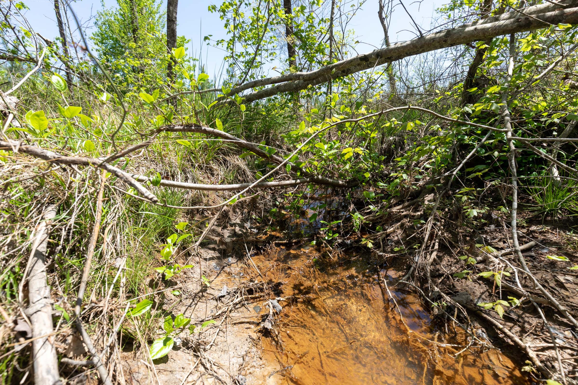 Clear Wood Tract 55 photo 7
