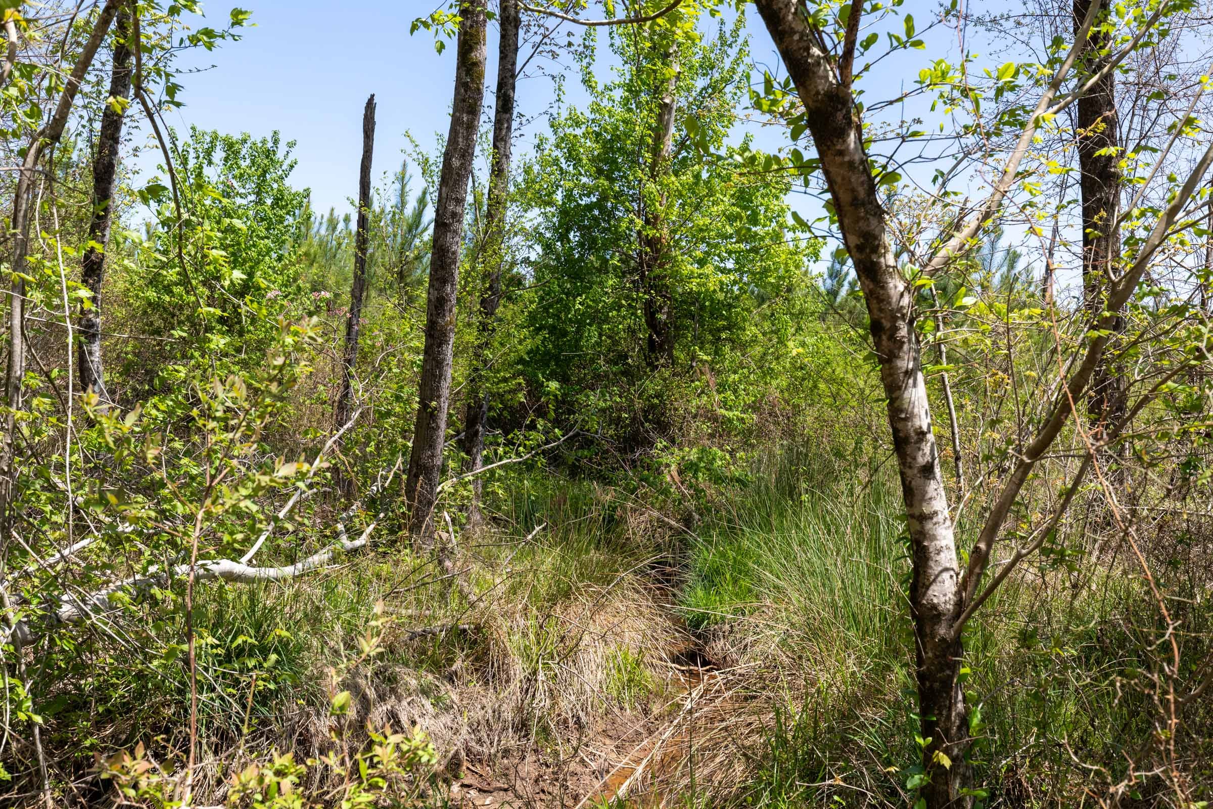 Clear Wood Tract 55 photo 8