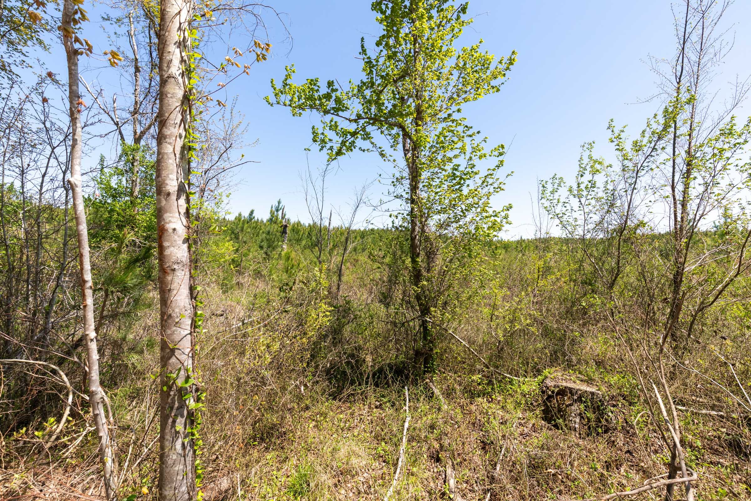 Clear Wood Tract 55 photo 9