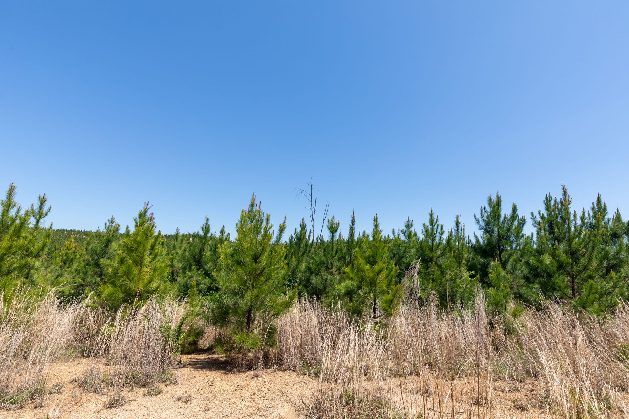 Clear Wood Tract 55 photo 12