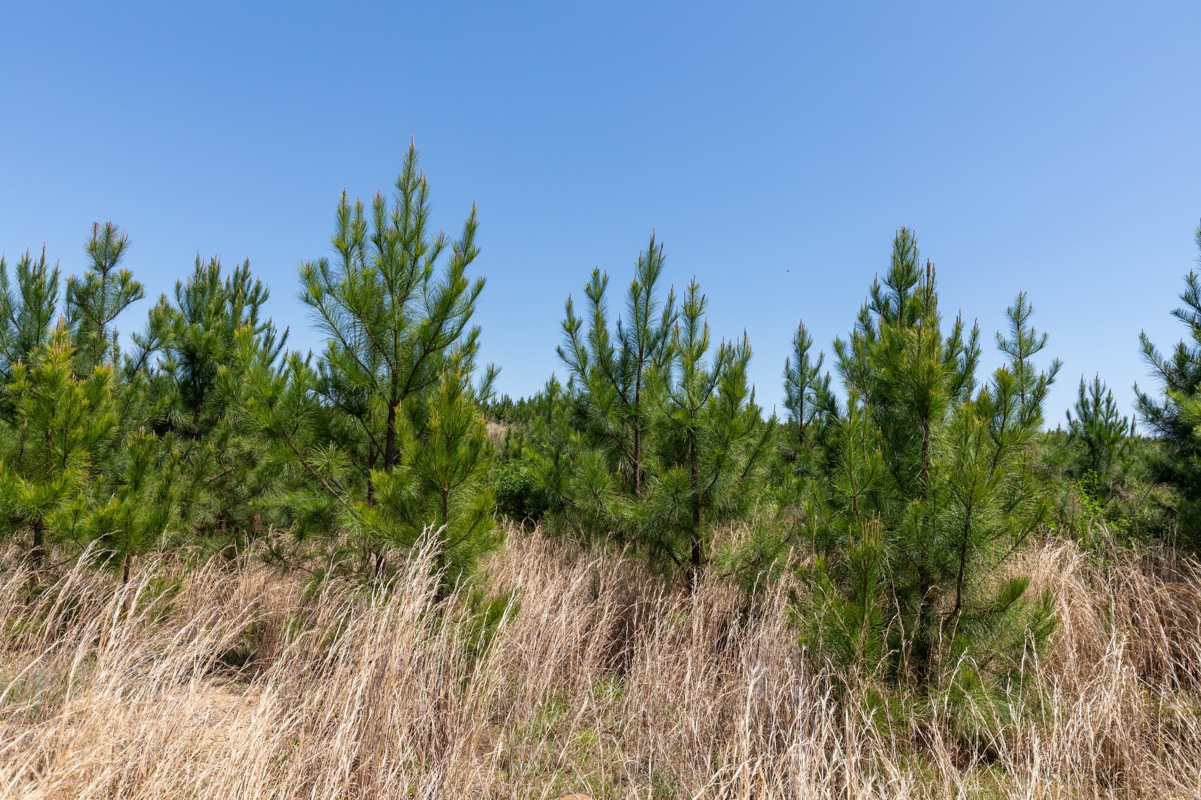 Clear Wood Tract 55 photo 13