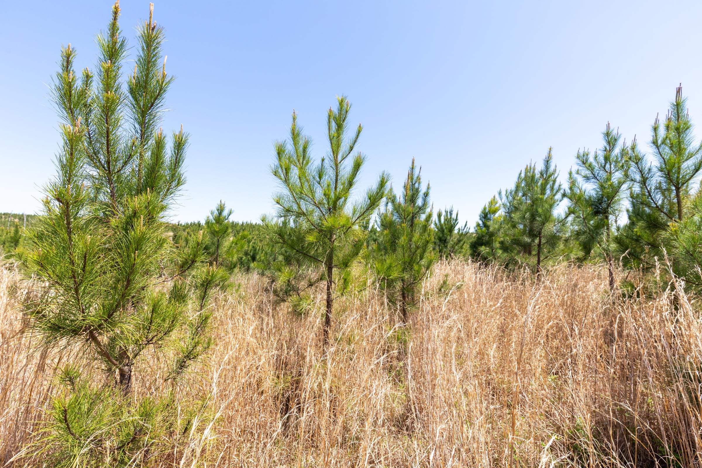 Clear Wood Tract 55 photo 14