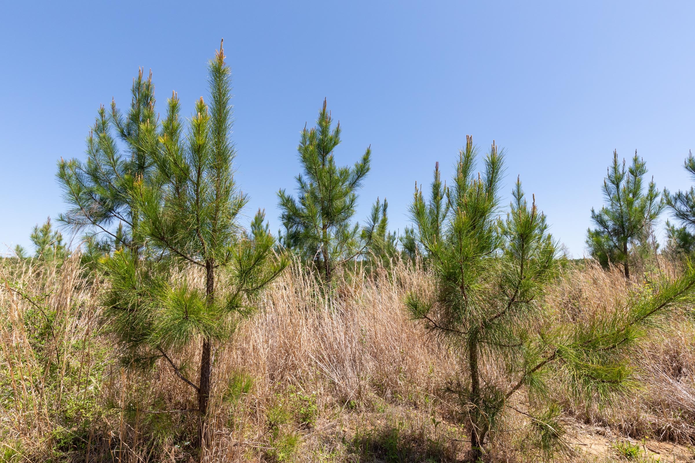 Clear Wood Tract 55 photo 16