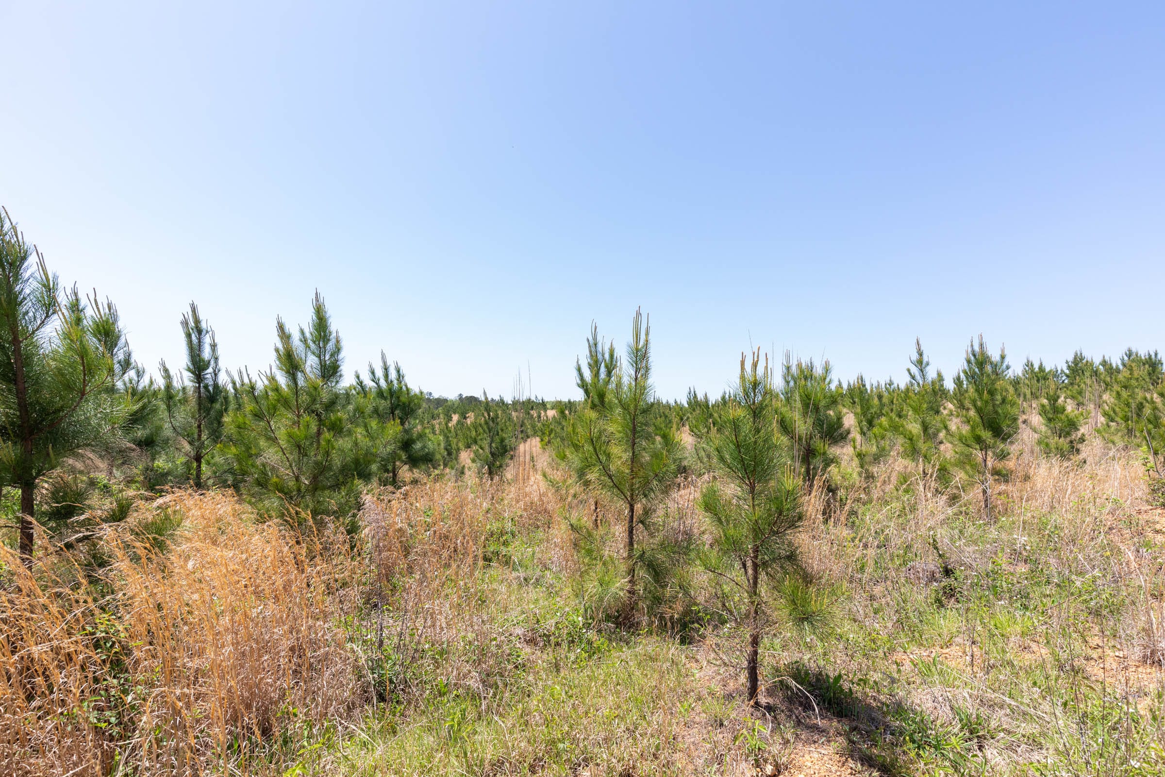 Clear Wood Tract 55 photo 25