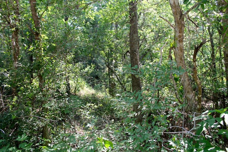 Tahitian Village Tract 460 photo 3
