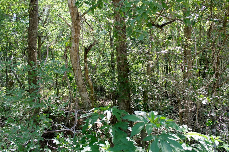 Tahitian Village Tract 460 photo 4
