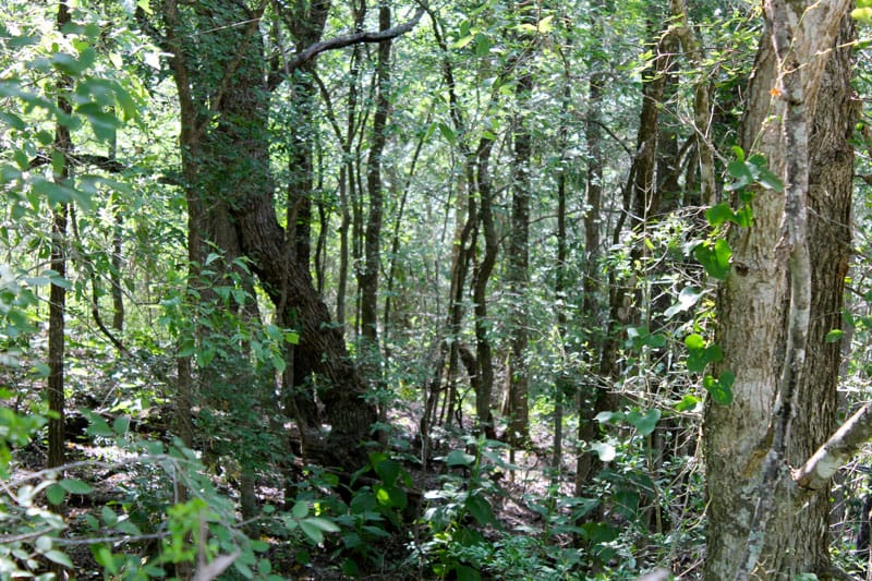 Tahitian Village Tract 460 photo 5