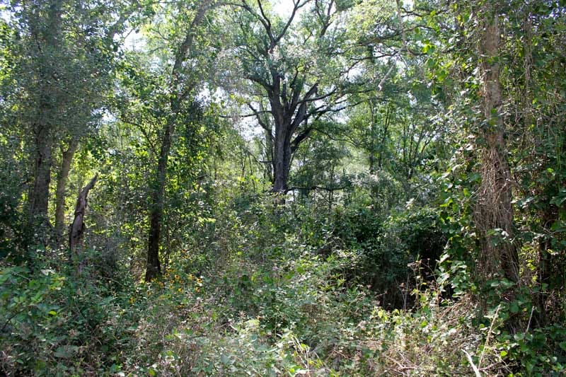 Tahitian Village Tract 460 photo 6