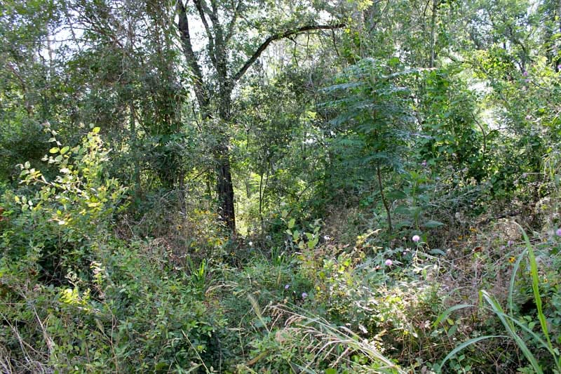 Tahitian Village Tract 460 photo 7