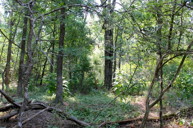 Tahitian Village Tract 460 photo 9