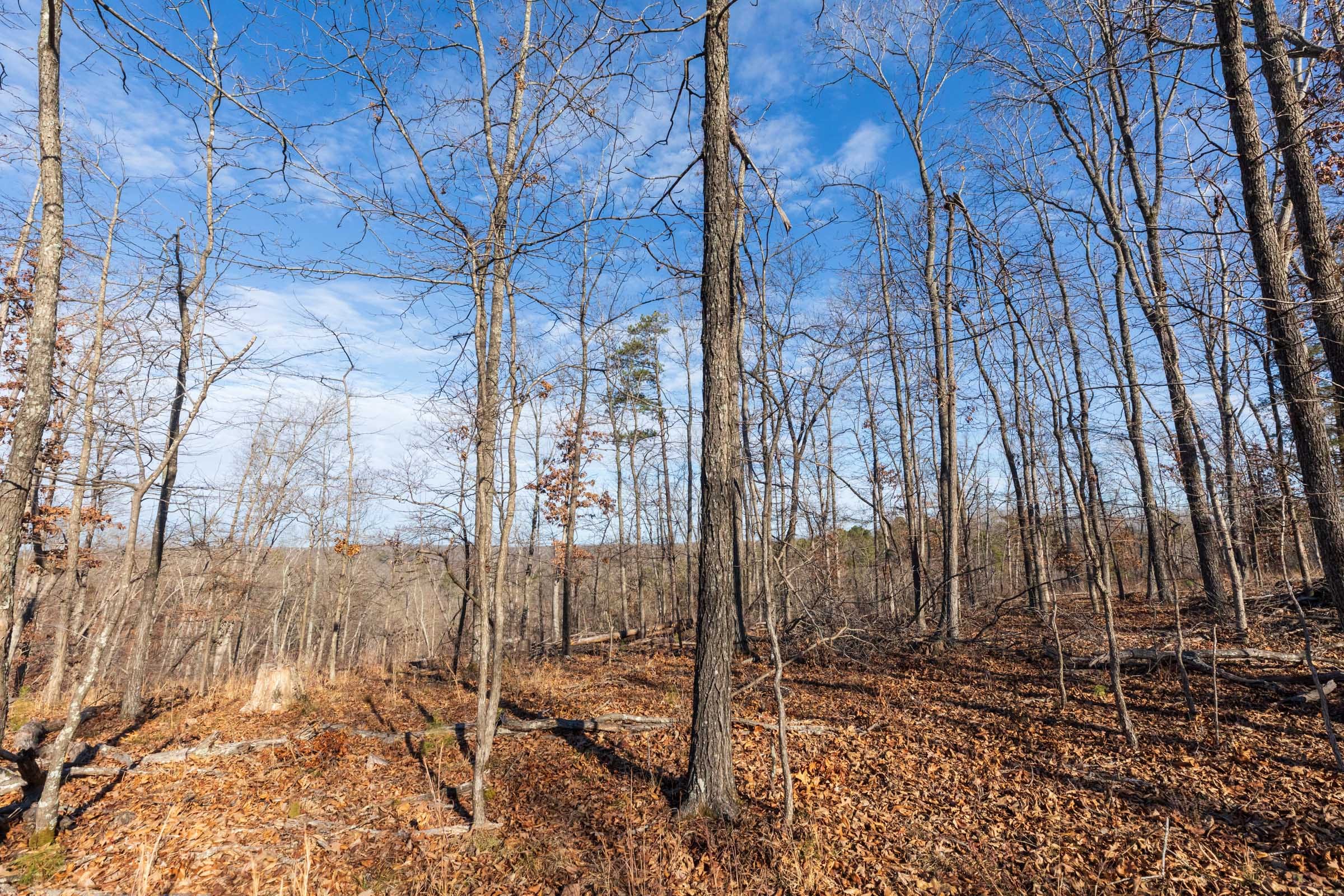 Cypress Ridge Tract 36 photo 10