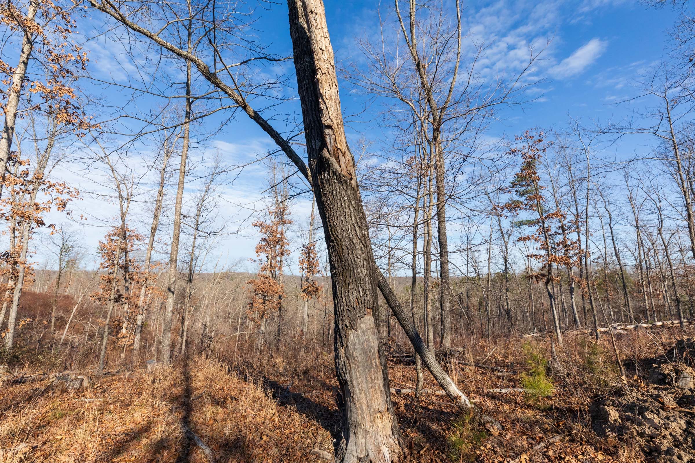 Cypress Ridge Tract 36 photo 7
