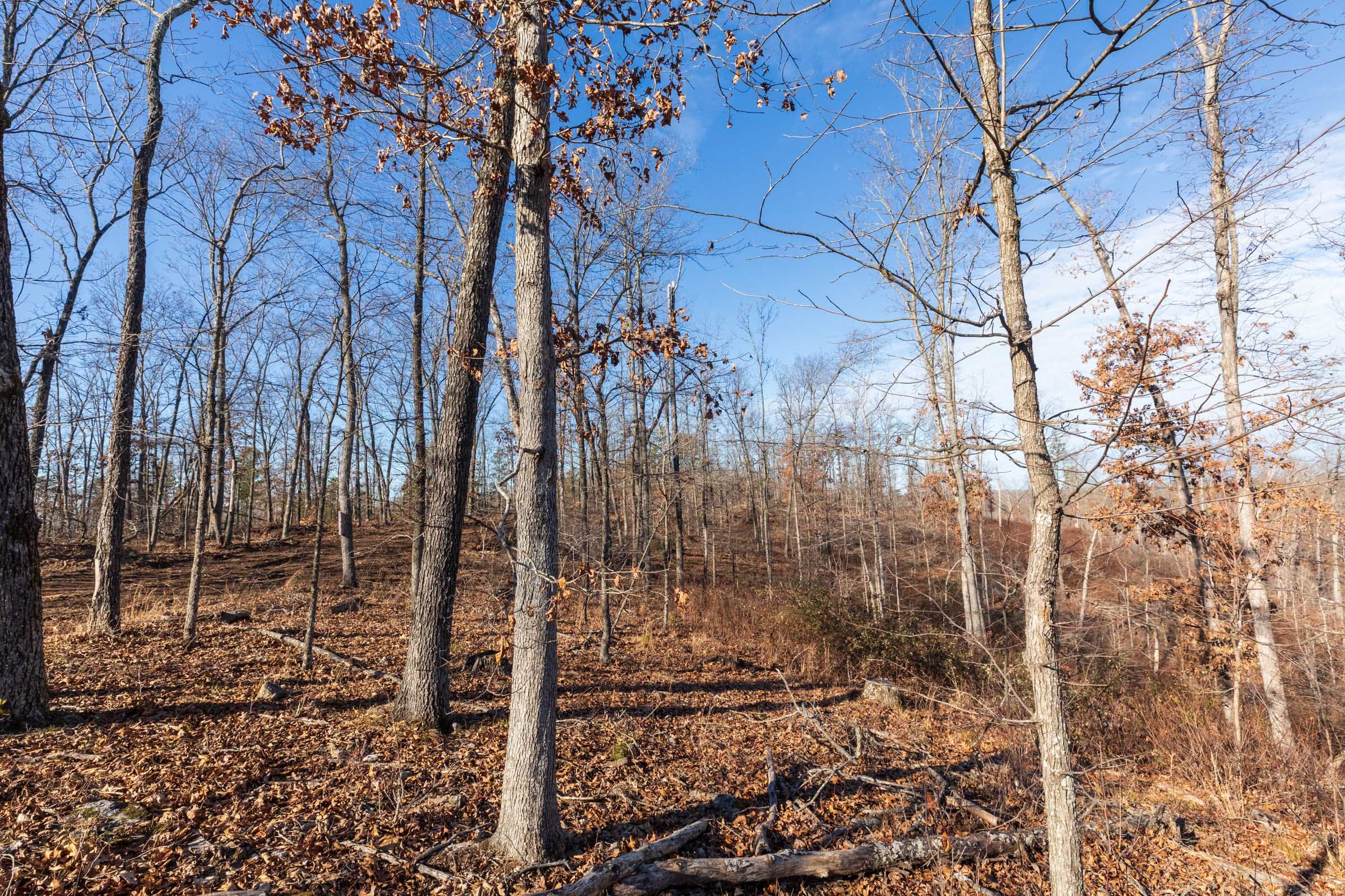 Cypress Ridge Tract 36 photo 9