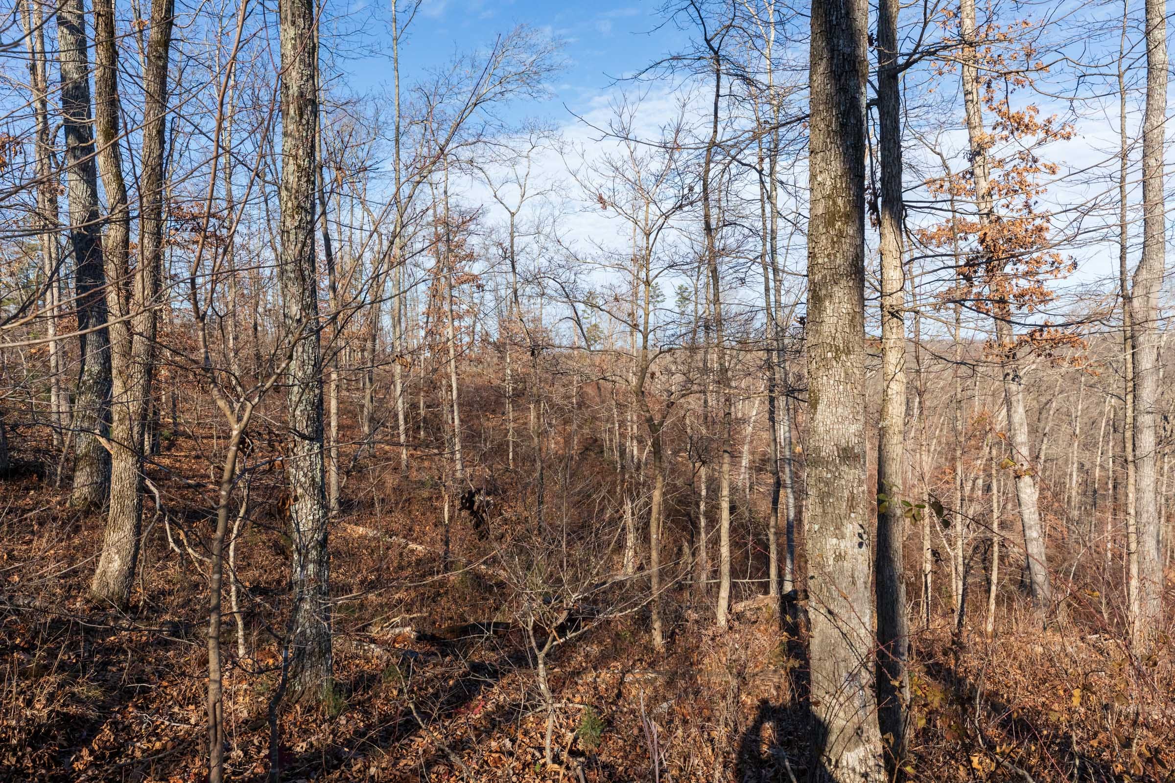 Cypress Ridge Tract 36 photo 4